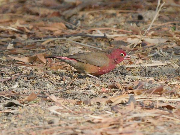 <h3><a href="/trips/gambia/biota/animalia/chordata/aves/040 passeriformes/115 estrildidae/lagonosticta rufopicta/lagonosticta rufopicta-nl.html">Lagonosticta&nbsp;rufopicta</a> / Bar‑breasted&nbsp;firefinch / Stippelamarant</h3>OM-1 Mark II met OLYMPUS M.150-400mm F4.5, 1/2000 sec  bij F4.5, ISO 800, afstand 18.4&nbsp;m